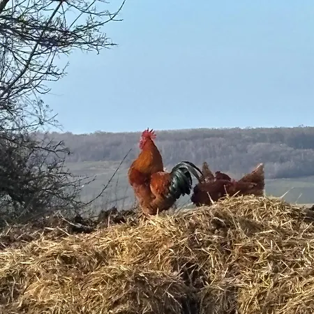 La Champoternoise Apartment