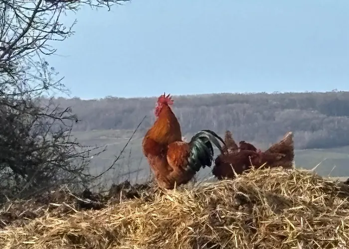 La Champoternoise Appartement